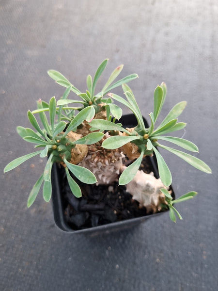 Euphorbia Japonica 'Pineapple Head'