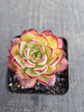 *GLGhybrid(1-822) Echeveria Pulidonis Veracruz hybrid 红边灵影杂