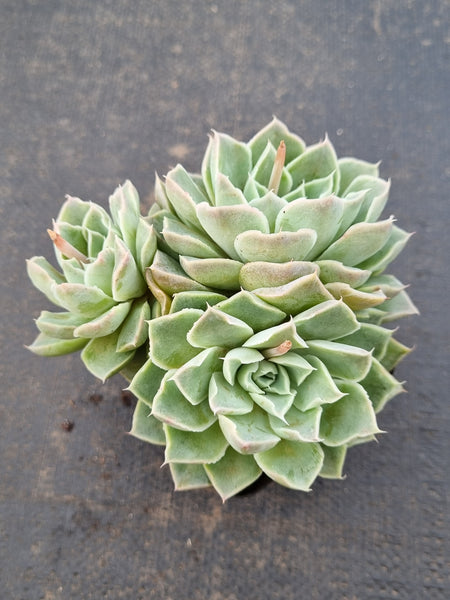 Echeveria Young Moon 弯月