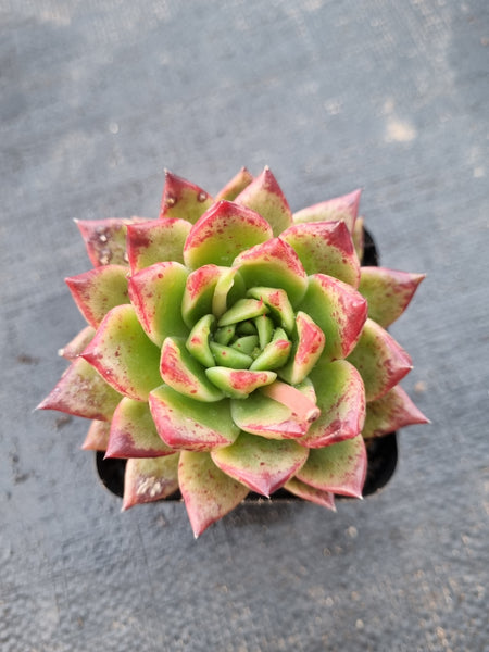 *GLGhybrid(1-991) Echeveria agavoides Ebony hybrid 乌木杂