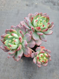 Sedeveria Blue Elf 蓝精灵（蓝苹果）