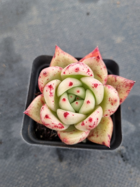 *GLGhybrid(1-1186) Echeveria Romeo hybrid 血罗杂