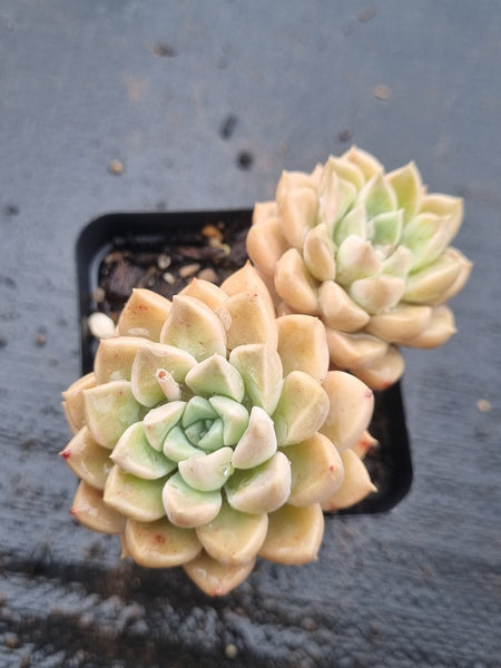 *GLGhybrid(1-1517) Graptopetalum Mendozae hybrid 丸姬杂