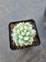 Pachyveria sp. (ice cream）冰淇淋