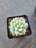 Pachyveria sp. (ice cream）冰淇淋