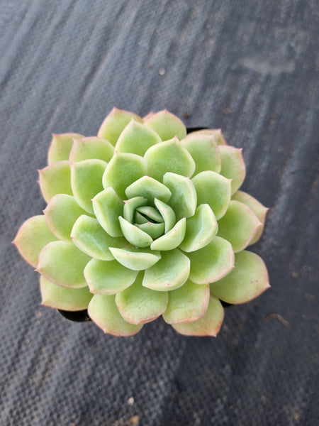 suryeon succulent Echeveria ‘Suryeon’ 莎莎女王