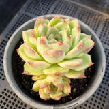 *GLGhybrid(2-82) Echeveria 'Bloody Maria' hybrid 血色玛丽亚杂