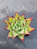 Echeveria Agavoides Lipstick aka. Red Edge口红