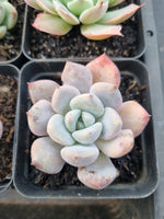 *GLGhybrid(1-913) Special hybrid pack of 4