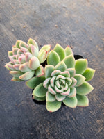 *GLGhybrid(1-284) Echeveria Agavoides hybrid 冬云杂