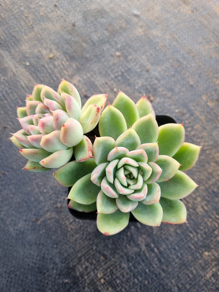 *GLGhybrid(1-284) Echeveria Agavoides hybrid 冬云杂