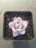 Echeveria Laui (small) 雪莲(小)