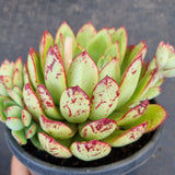 *GLGhybrid(2-386) Echeveria Agavoides hybrid 黄金雨杂