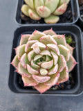 *GLGhybrid(1-1145) Special hybrid pack of 4