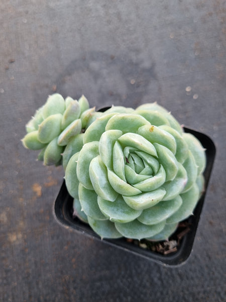 Echeveria Sina 西娜