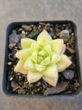 Haworthia cymbiformis(Haw.) Duval