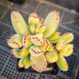 Cotelydon Tomentosa variegated - white form 白熊