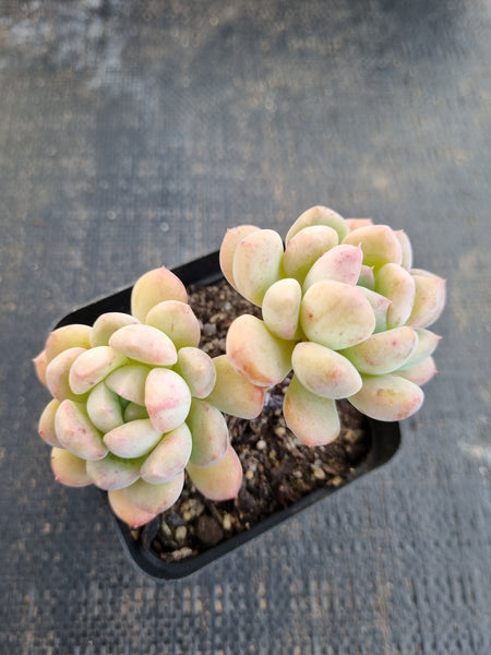 *GLGhybrid(1-1295) Graptopetalum Mendozae hybrid 丸姬杂