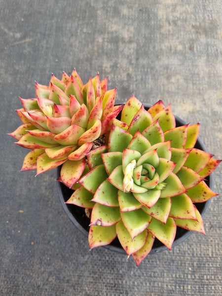 *GLGhybrid(2-235) Echeveria Agavoides hybrid 东云杂