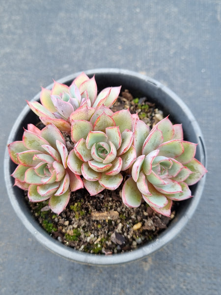 11cm pot Echeveria Hera 赫拉11cm 盆