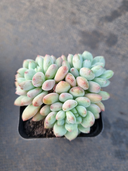 *GLGhybrid(1-1205) Pachyveria Elaine × Sedeveria Blue Elf 香水精灵