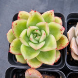 *GLGhybrid(1-501) Special hybrid pack of 4