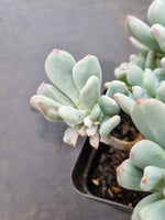 Echeveria sp. (New Irish Mint) 新爱尔兰薄荷锦