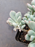 Echeveria sp. (New Irish Mint) 新爱尔兰薄荷锦