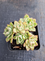 *GLGhybrid(1-608) Echeveria Ballsii Hybrid 灰姑娘杂
