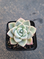 *GLGhybrid(1-796) Pachyveria Elaine hybrid 香水杂