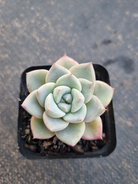 *GLGhybrid(1-796) Pachyveria Elaine hybrid 香水杂