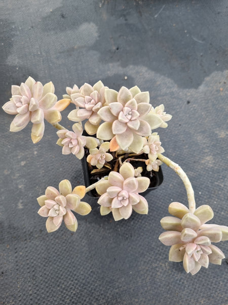 *GLGhybrid(1-1163) Graptopetalum Mendozae X Graptopetalum Bernalense 丸姬杂阿伦培