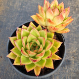 *GLGhybrid(2-36) Echeveria Agavoides hybrid 东云杂