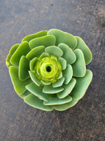Aeonium aurea sp