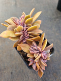 Graptoveria Fred Ives crested 紫鹤缀化