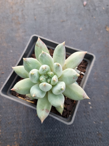Echeveria Tolimanensis hybrid 杜里万杂