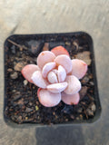Echeveria Laui (small) 雪莲(小)