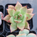 *GLGhybrid(1-326) Special hybrid pack of 4