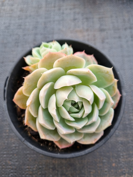 *GLGhybrid(2-17) Echeveria Elegans 'Alba' hybrid 白月影杂