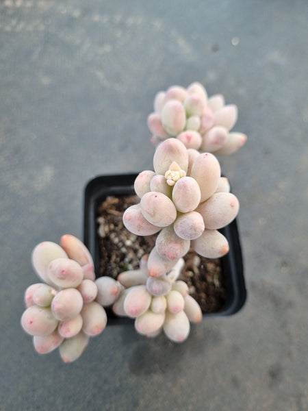 *GLGhybrid(1-1063) Pachyphytum Baby Finger hybrid 婴儿手指杂