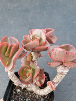 *GLGhybrid(1-1071) Echeveria hybrid