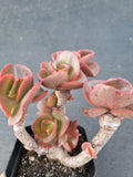 *GLGhybrid(1-1071) Echeveria hybrid