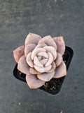 Graptopetalum Superbum x Laui 华雪/Graptoveria pink laui 粉雪莲