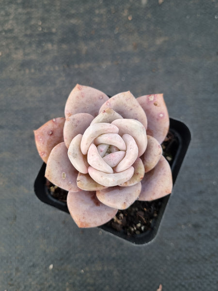 Graptopetalum Superbum x Laui 华雪/Graptoveria pink laui 粉雪莲