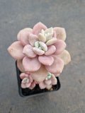 *GLGhybrid(1-777) Graptopetalum Ellen hybrid 艾伦杂