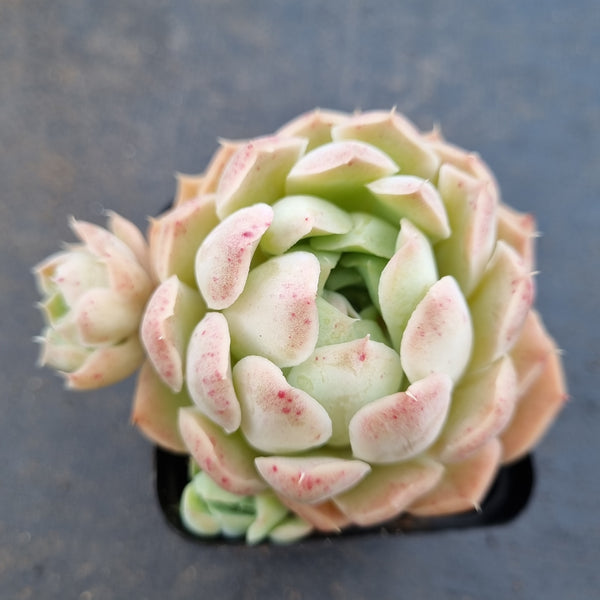 *GLGhybrid(1-1630) Echeveria Hyalina hybrid 海琳娜杂
