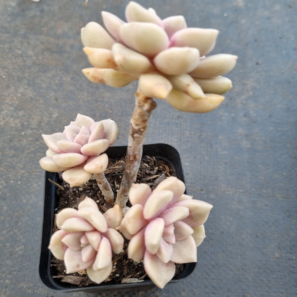 *GLGhybrid(1-1648) Graptopetalum pentandrum ‘Superbum’ hybrid 华丽风车杂