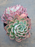 *GLGhybrid(2-50) Echeveria Puebla hybrid 普埃布拉杂