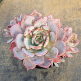 *GLGhybrid(2-56) Echeveria Laulensis hybrid 劳伦斯杂