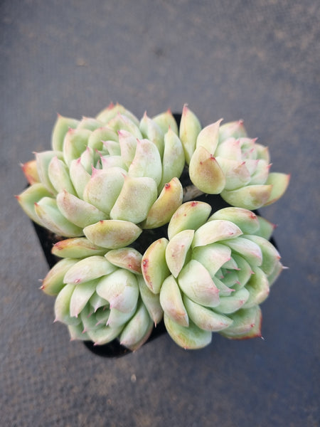 *GLGhybrid(1-1321) Echeveria Elegans 'Alba' hybrid 白月影杂
